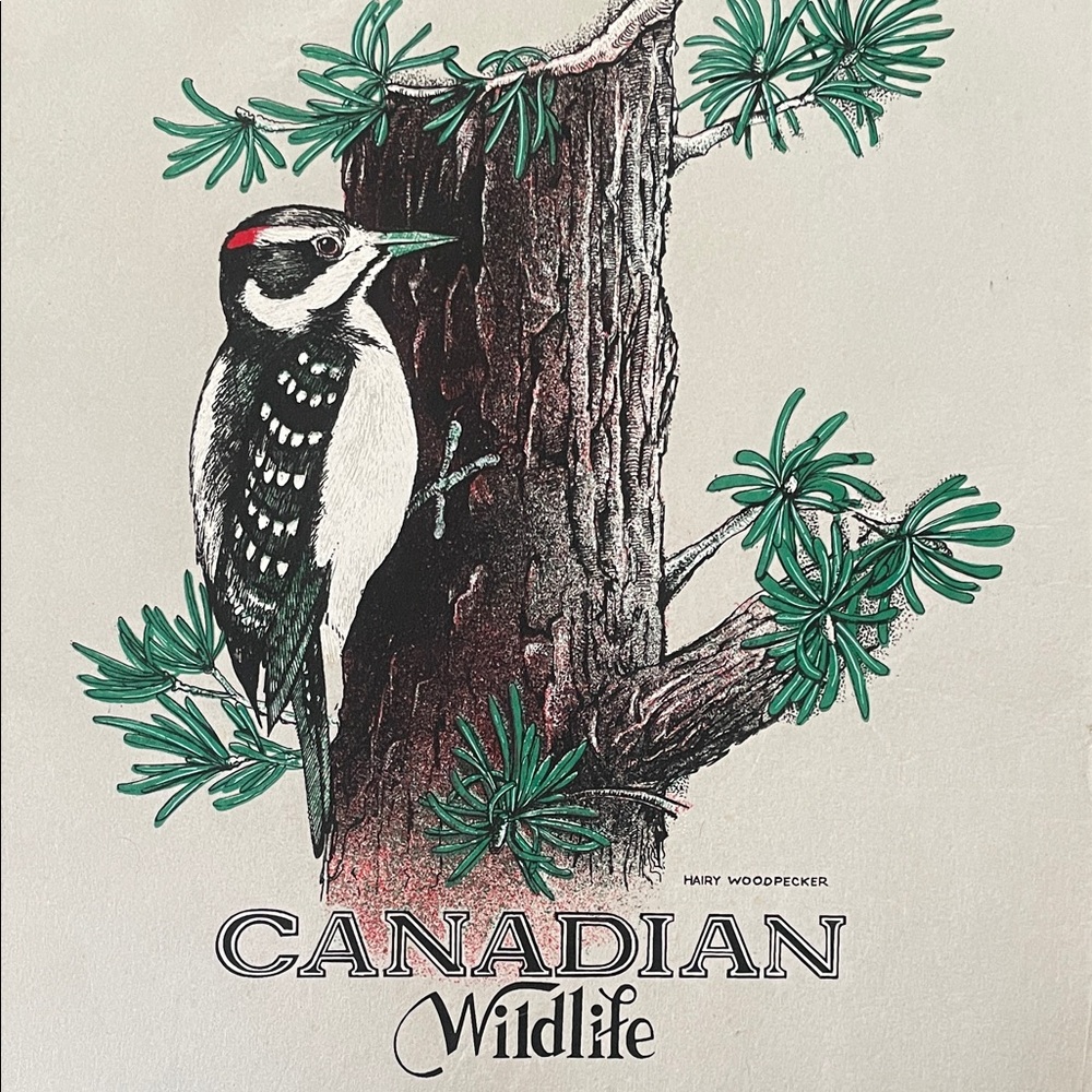 Canadian Wildlife Hairy Woodpecker Art Print Textured Paper 18x14